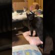 甘えるの、まだ足りん。シャム雫ちゃん、三毛猫ミックスに抱きつき、引き止める。困惑のミックス