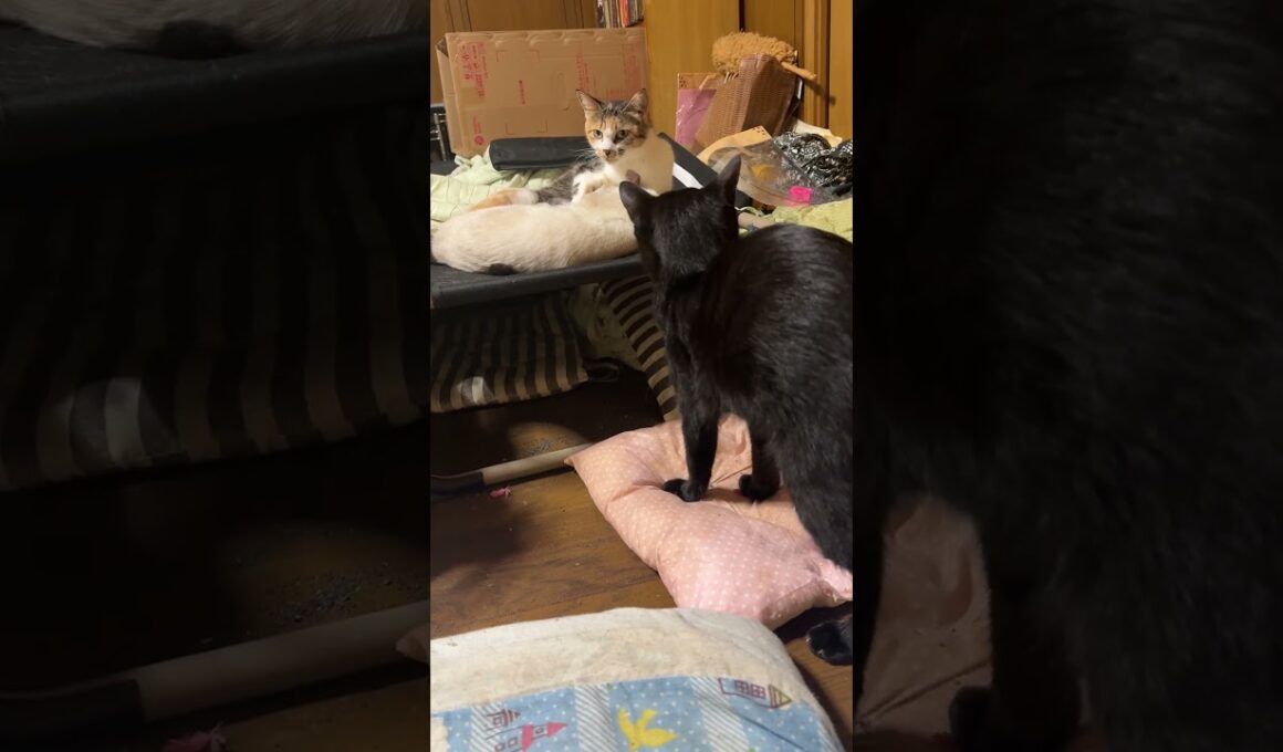 甘えるの、まだ足りん。シャム雫ちゃん、三毛猫ミックスに抱きつき、引き止める。困惑のミックス