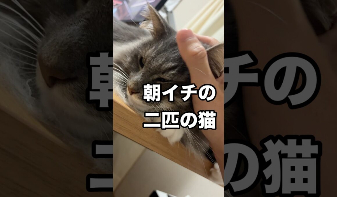 【自称vlog風】朝の穏やかなメインクーンとノルウェージャンに癒される