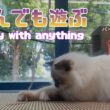 バーマン猫ラフ【何でも遊ぶ】Play with anything（バーマン猫）Birman/Cat