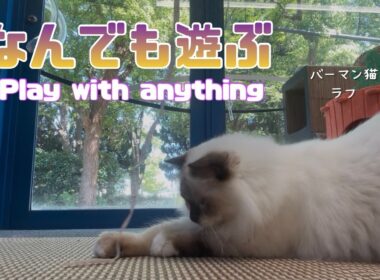 バーマン猫ラフ【何でも遊ぶ】Play with anything（バーマン猫）Birman/Cat
