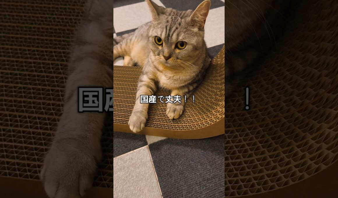 nyansのJ型爪とぎが、色んな置き方できて楽しい