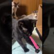三毛猫ミックス、シャム雫が手助け。思いっきり、ネコジャラシで遊んでね、シャムのパンダ。黒猫の黒夢、キジシロのルルが狙うが、雫が奪い、遊べて、パンダ涙目ｗ
