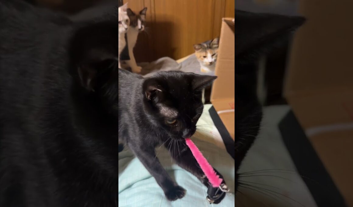 三毛猫ミックス、シャム雫が手助け。思いっきり、ネコジャラシで遊んでね、シャムのパンダ。黒猫の黒夢、キジシロのルルが狙うが、雫が奪い、遊べて、パンダ涙目ｗ