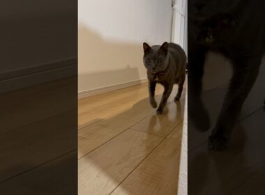 何かしゃべりながら来た_20260901 #shorts #cat #ロシアンブルー #猫