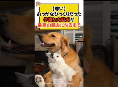【尊い】おっかなびっくりだった子猫と大型犬が、最高の親友になるまで #ねこ #犬 #ゴールデンレトリバー #保護猫