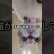 子猫が勝手に自撮りしてた🤳#保護猫 #子猫 #猫の自撮り #スコティッシュフォールド #かわいい猫