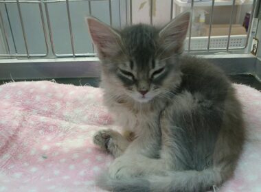 ウトウトしてるソマリ子猫が可愛すぎる♡