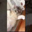お腹を丸出しにして寝る大型猫にモフる少年#shorts