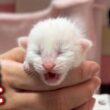 91グラムで生まれた子猫に驚きの変化が…