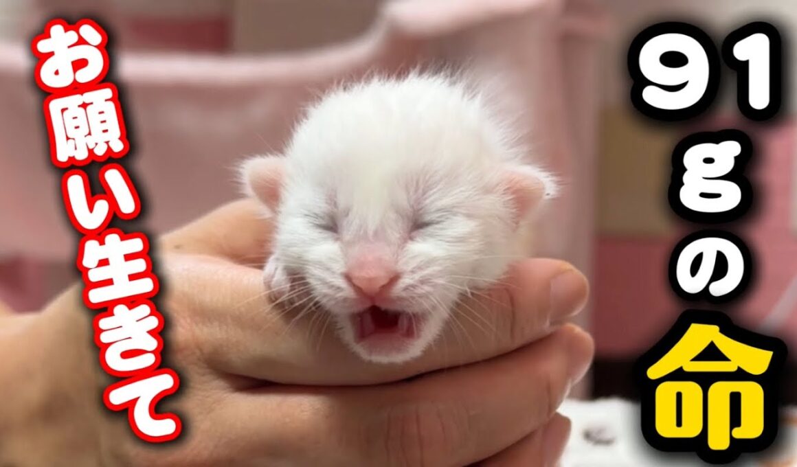 91グラムで生まれた子猫に驚きの変化が…