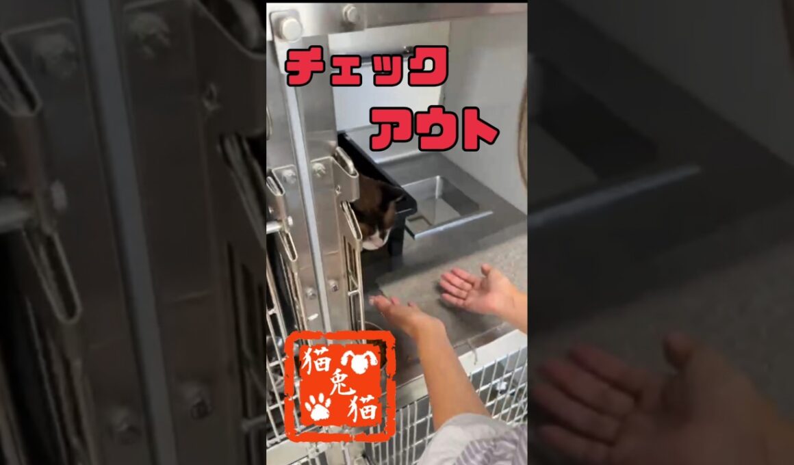 ペットホテルから帰宅 #tnr #cat #スノーシュー猫 #保護猫 #ネコ #youtube #ねこ #さくら猫 #猫のいる暮らし #にゃんとにゃん #おっとり猫 #ねこのいる生活 #猫のいる生活