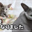 【５年間の記録】小さかったロシアンブルーが、５年後こうなりました
