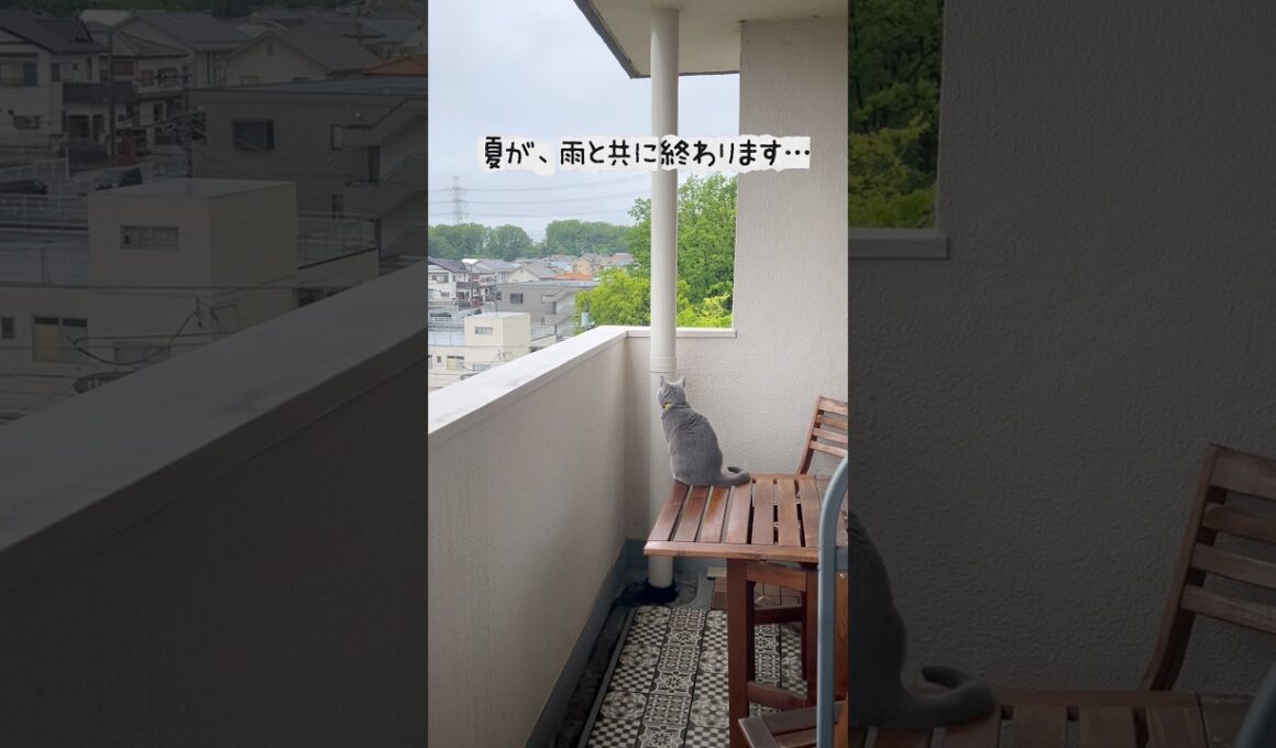夏の終わりのつむやま〜【シャルトリューつむやまの物寂しい夏の終わり日記】 #chartreux #シャルトリュー #ねこ #cat #ネコ #猫 #夏の終わり #秋雨前線 #福山市 #尾道 #旅行