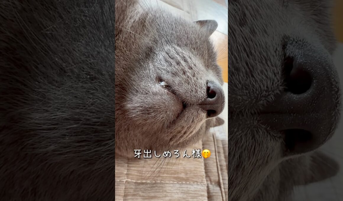 【ロシアンブルー】めろん牙出して熟睡中です🤭【猫】#shorts