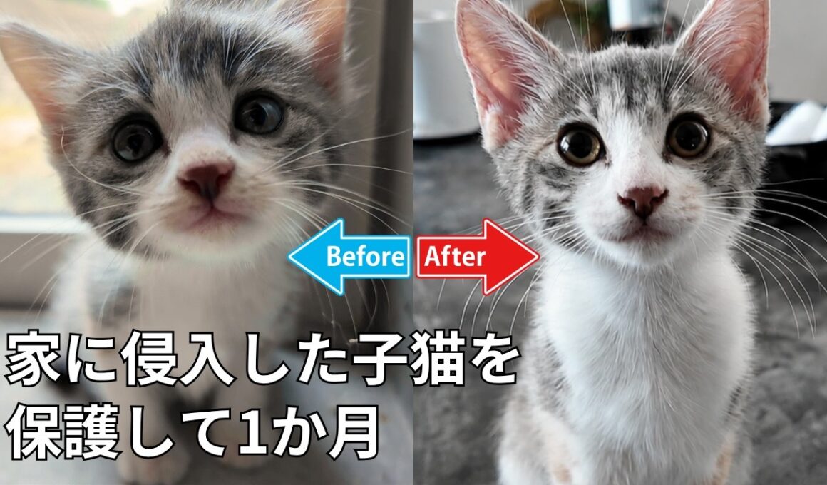 家に侵入した子猫 保護から1か月…うちに来てくれてありがとう♡【野良猫・保護猫】