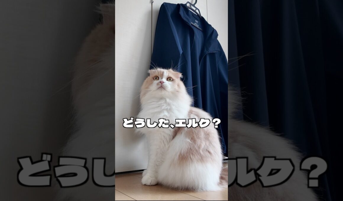 猫が朝から何かを必死に訴えて来たのですが…【スコティッシュフォールド】