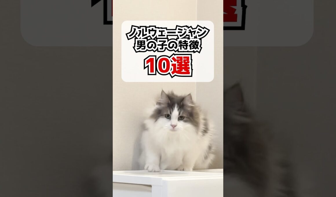 ノルウェージャン男の子の特徴10選#shorts #猫 #cat #ノルウェージャンフォレストキャット