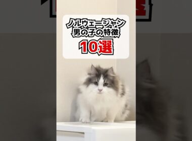 ノルウェージャン男の子の特徴10選#shorts #猫 #cat #ノルウェージャンフォレストキャット