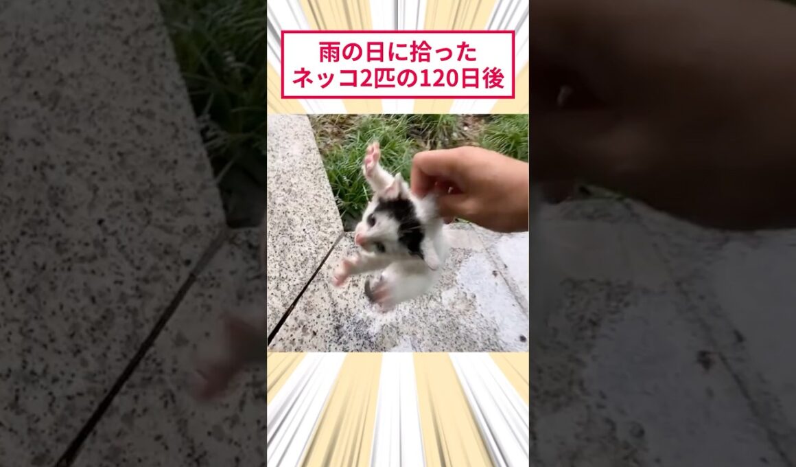 雨の日に拾ったネッコ2匹の120日後 #2ch動物スレ #猫動画 #猫のいる暮らし
