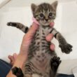 子猫のミルボライブ🍼
