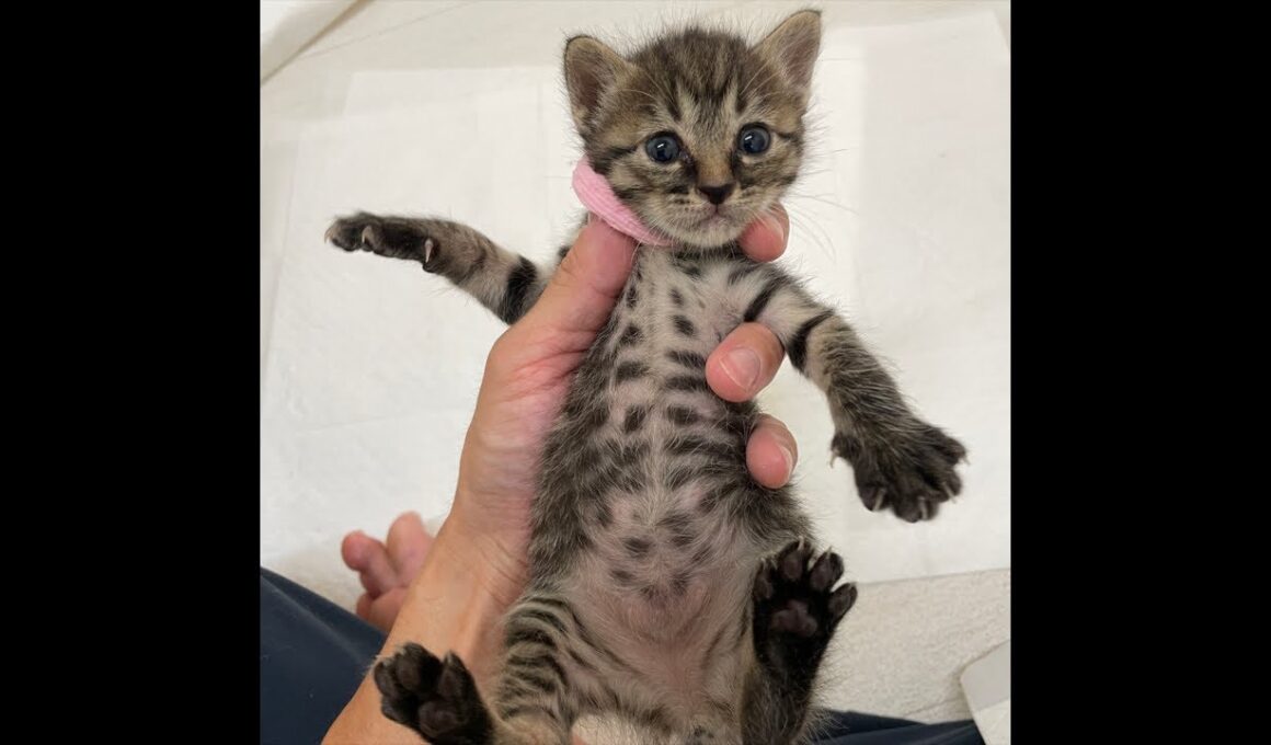 子猫のミルボライブ🍼