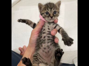 子猫のミルボライブ🍼