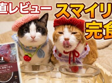 猫も驚く1g〇円のクオリティ？ベレー帽姿の猫がカインズプレミアムキャットフードをガチ評価 Premium cat food