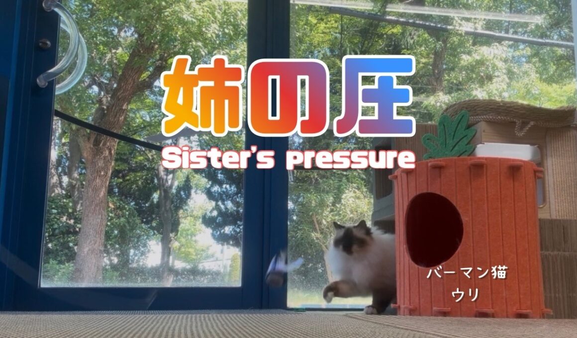 バーマン猫ラフとウリ【姉の圧】Sister's pressure（バーマン猫）Birman/Cat