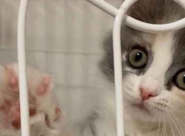 お迎え初日❣️先住猫との相性は・・・⁉️【ラグドール】【ラガマフィン】