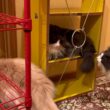 【JUMP‼︎】棚で遊ぶもふ猫たちwwwノルウェージャンフォレストキャットとターキッシュアンゴラ