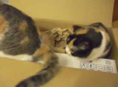 猫動画 短足マンチカンのなっちゃん 日本猫ねここのしっぽがじゃま！ cat tail