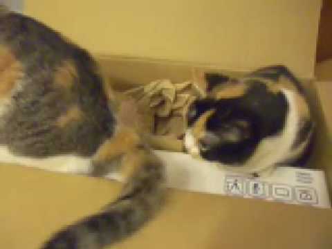 猫動画 短足マンチカンのなっちゃん 日本猫ねここのしっぽがじゃま！ cat tail