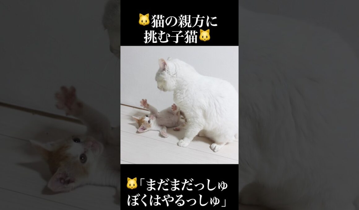 🐱猫の親方に稽古をたのむ子猫🐱   #cat #kitten #猫 #子猫 #ねこ #こねこ #保護猫  #shorts  #猫のいる暮らし