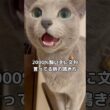 飼い主の顔をしっかりと見て長めに文句言うタイプの猫 #ロシアンブルー #灰色猫 #shorts
