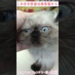 【ひごペットフレンドリー】超甘えたヒマラヤン！【泉ヶ丘店】