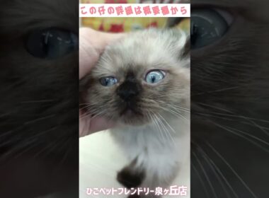 【ひごペットフレンドリー】超甘えたヒマラヤン！【泉ヶ丘店】