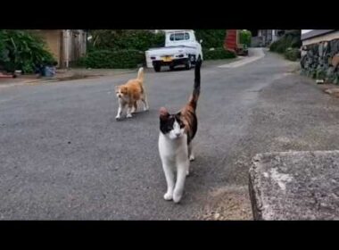 【漁港の猫】石のベンチに座ったら三毛猫と茶白猫がモフられに来た！可愛すぎる