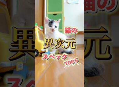 キャット！やばすぎてごめん！