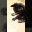 やんちゃなメインクーン男子ケネム君