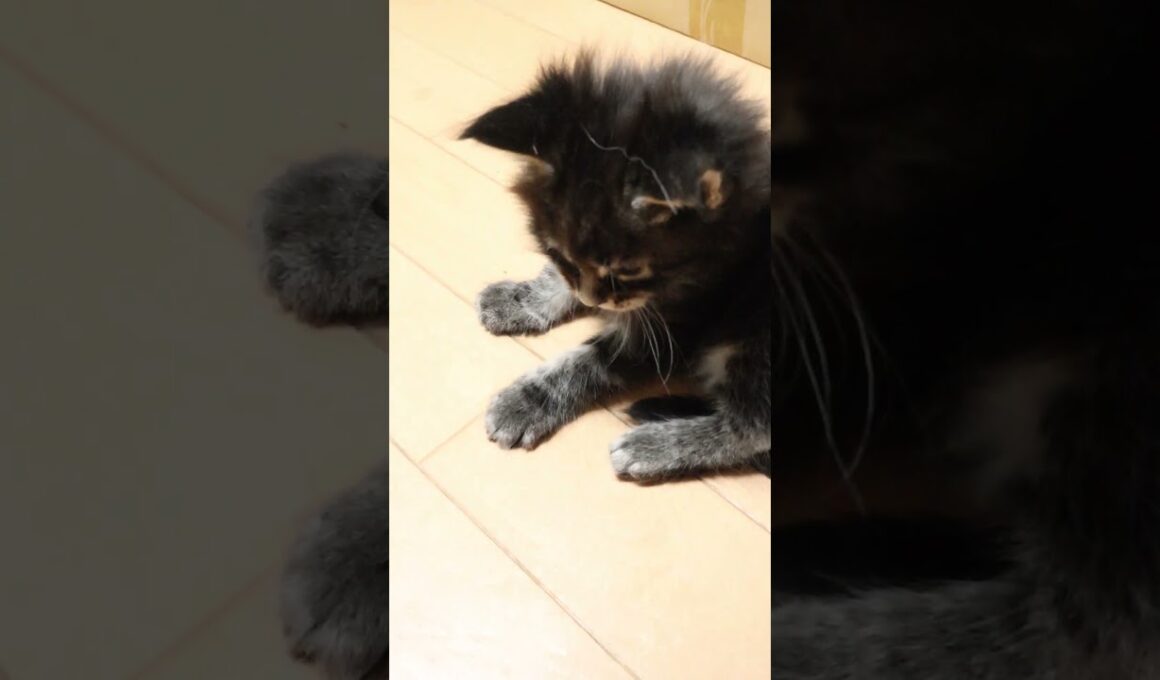 やんちゃなメインクーン男子ケネム君