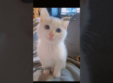42日目の朝【川で助けた子猫】痛いっ！！　#保護猫 #子ネコ #cat  #こちょめ
