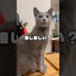 今推しがいないそこの君🐱💕#shorts #猫 #ねこ  #cat #ロシアンブルー #猫のいる暮らし #ネコ