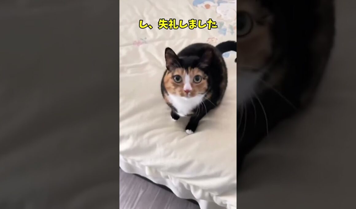 こっち見て！私だけ見て！🥺