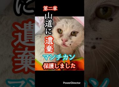 【保護ねこピリカ】【マンチカンを保護】【山道に遺棄】保護したマンチカンが抱えていた信じられない事。#shorts #保護猫 #マンチカン#かわいい猫#白猫