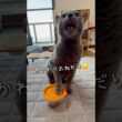 【ロシアンブルー】めろんは今日もおねだりいっぱい🤗【猫】#shorts