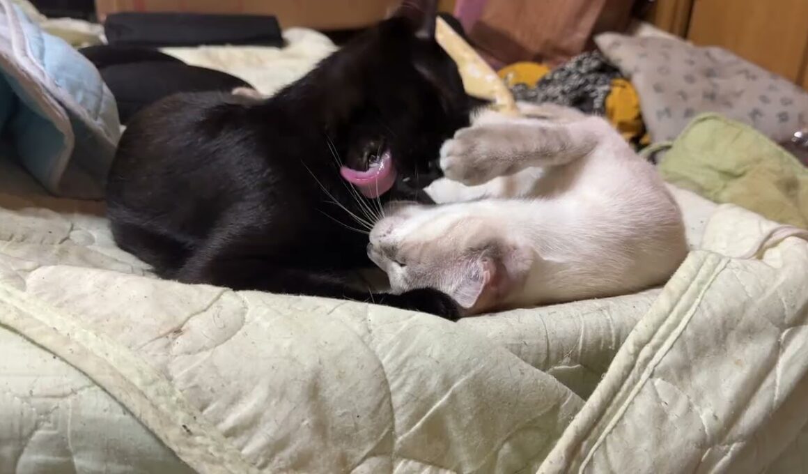甘えたいシャム雫ちゃん。黒猫くー、眠ってたが、起きてくれて、幸せに