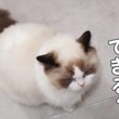 子犬みたいにお出迎えしてくれるラグドールの子猫🐕️🐈️✨
