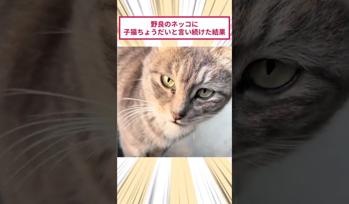 野良のネッコに子猫ちょうだいと言い続けた結果 #2ch動物スレ #猫動画 #猫のいる暮らし