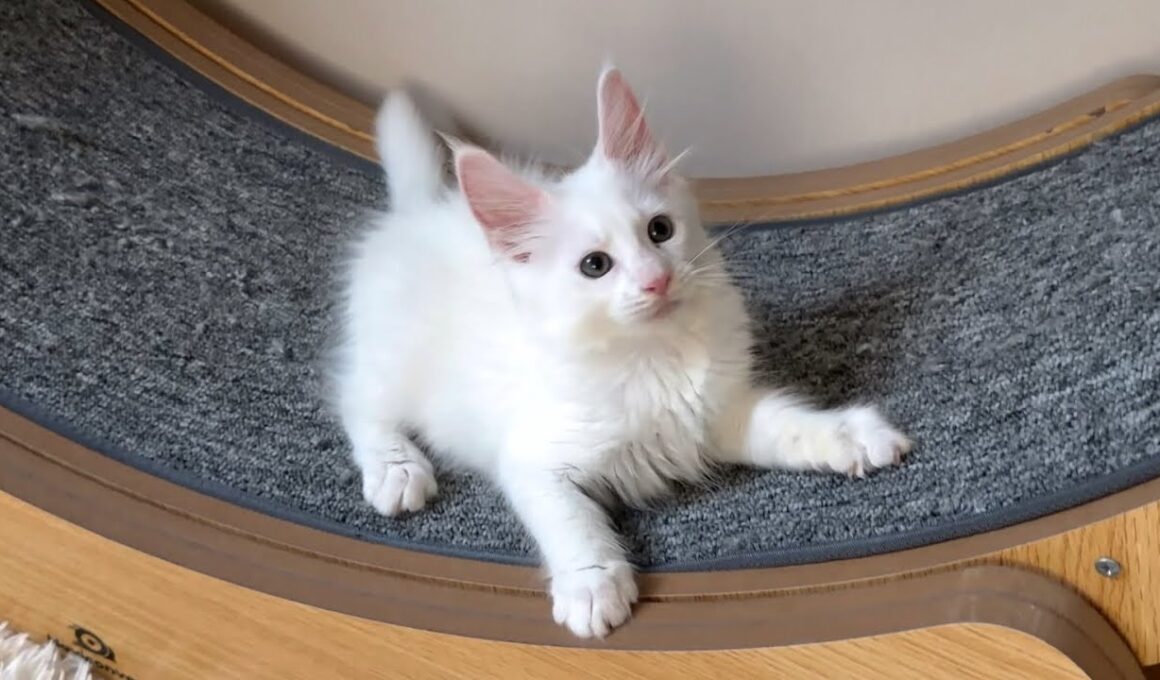 【ドッキリ‼︎】何も知らないばあばと初対面www仔猫メインクーン